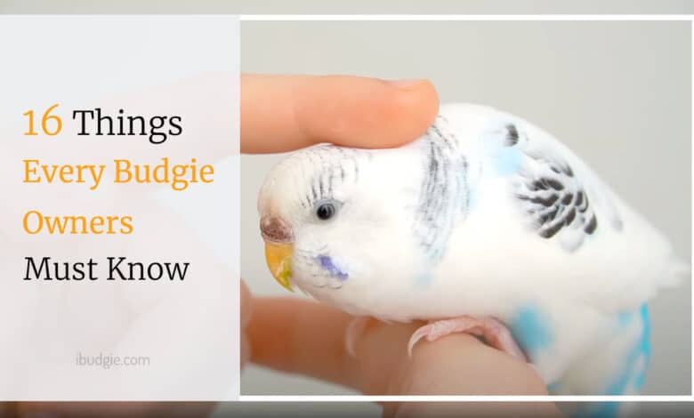 16 things every budgie owner must know