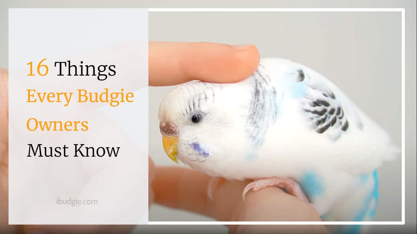 16 things every budgie owner must know