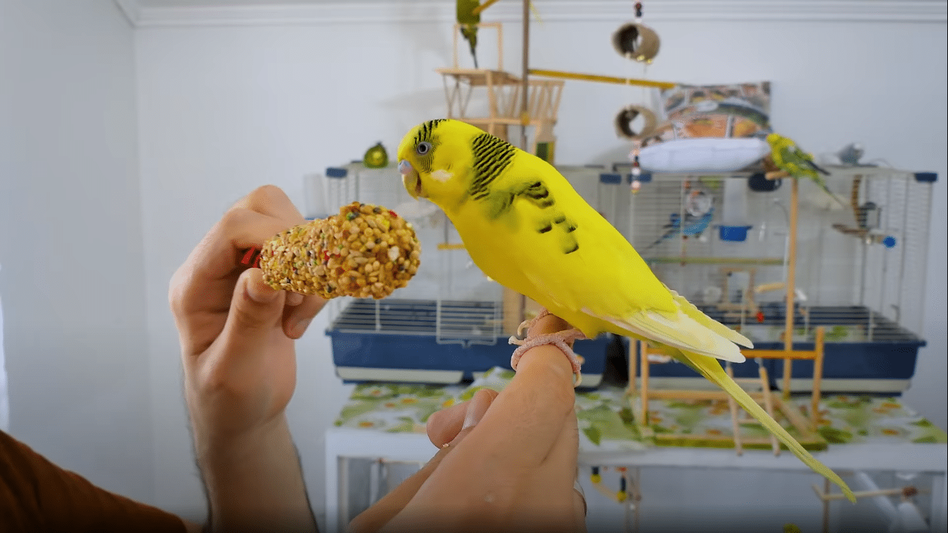 Best diet for budgies