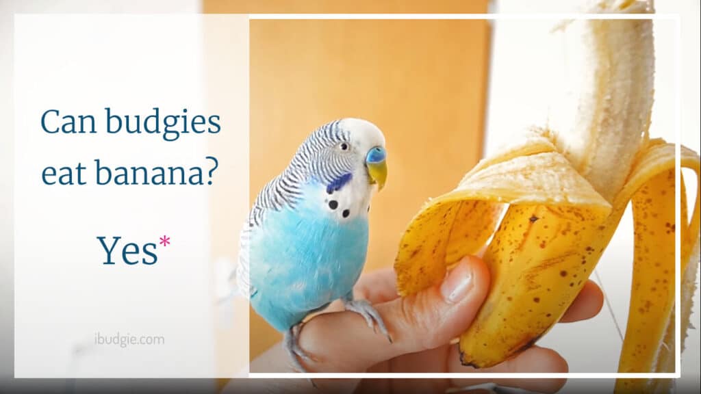 Can budgies eat banana?