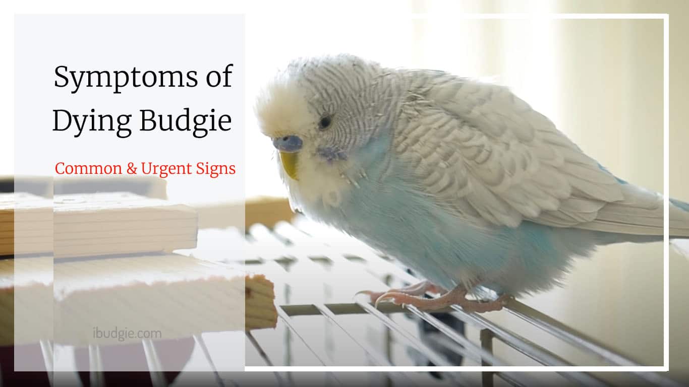 Sick Budgie Symptoms