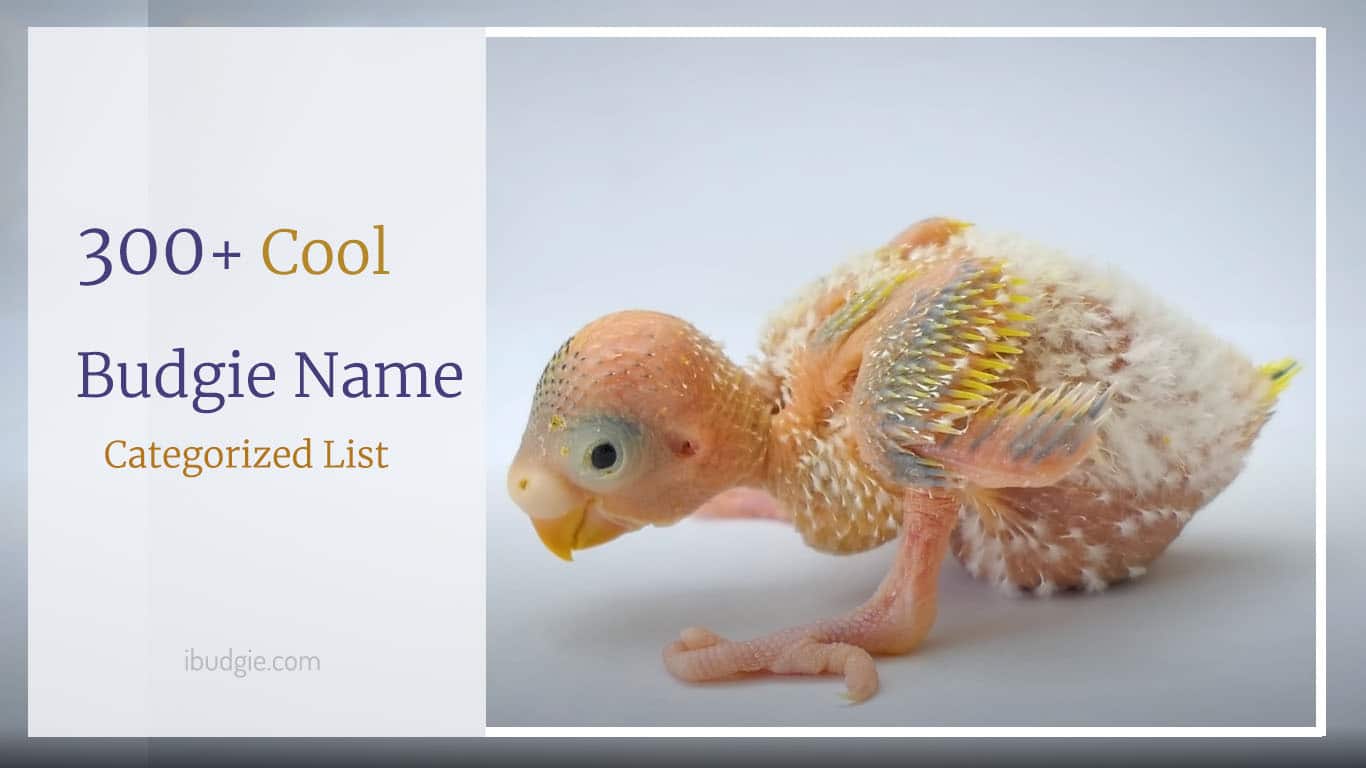 Budgie name ideas