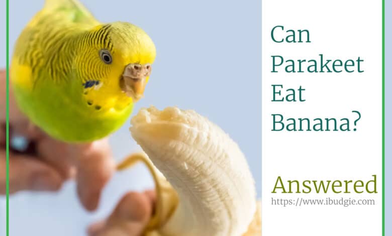 can parakeets eat bananas