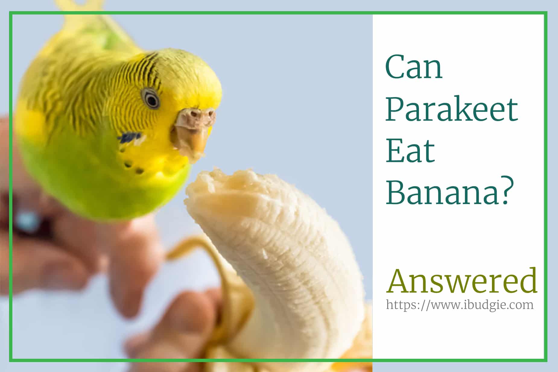 can parakeets eat bananas