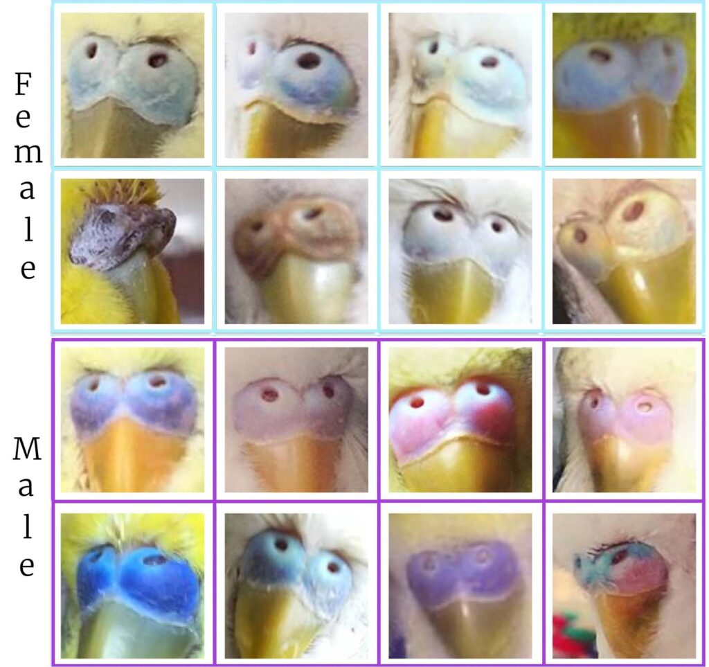 Parakeet gender chart