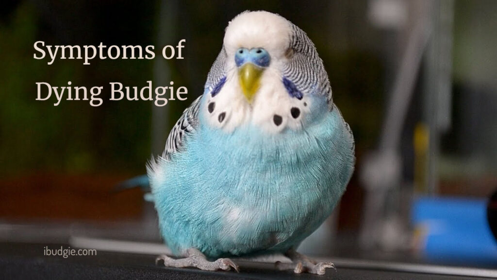 Common Symptoms of Dying Budgie