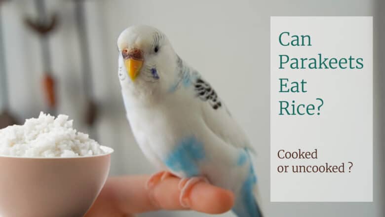 Can Parakeets Eat Rice