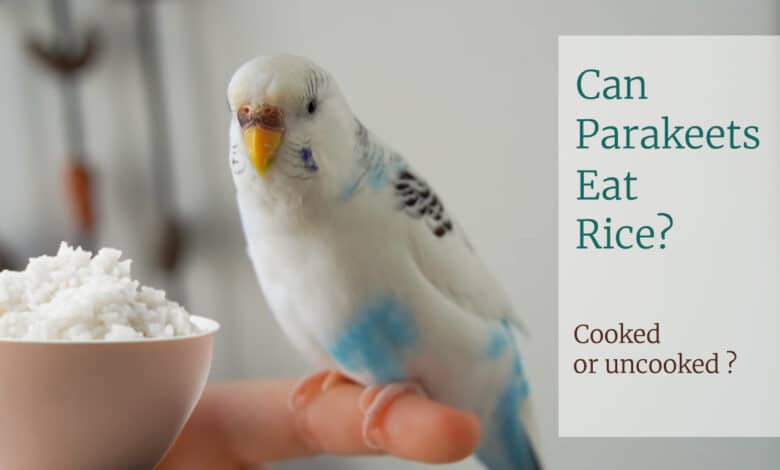 Can Parakeets Eat Rice