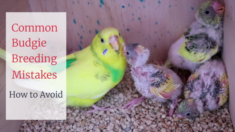 Easily Avoidable Budgie Breeding Mistakes