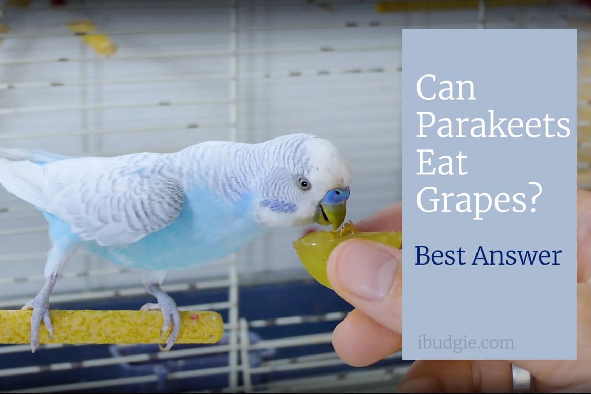 Can parakeets eat grapes? Is it safe fruit?
