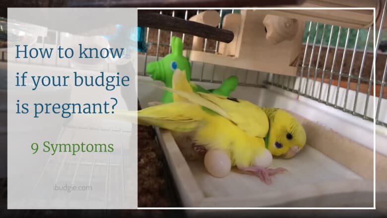 9 Signs of a pregnant budgie