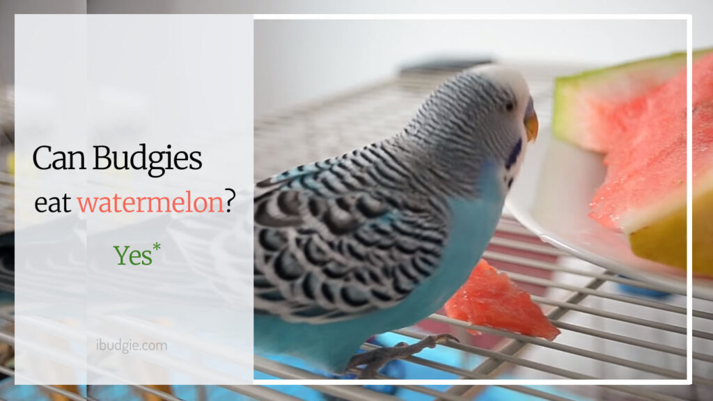 Can budgies eat watermelon?