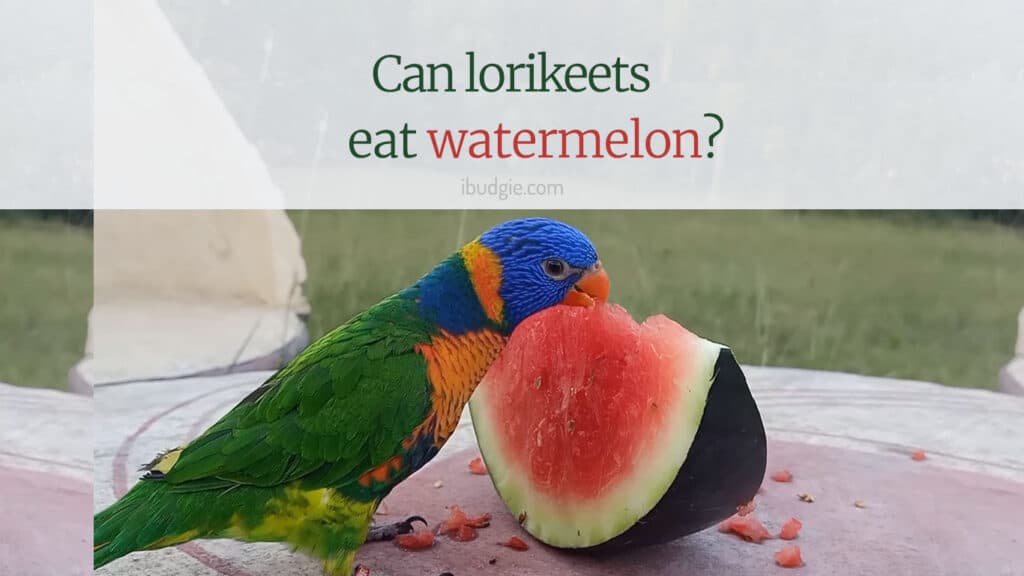 Can lorikeets eat watermelon?