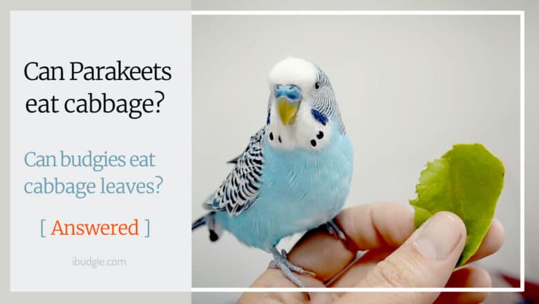 Can parakeets eat cabbage