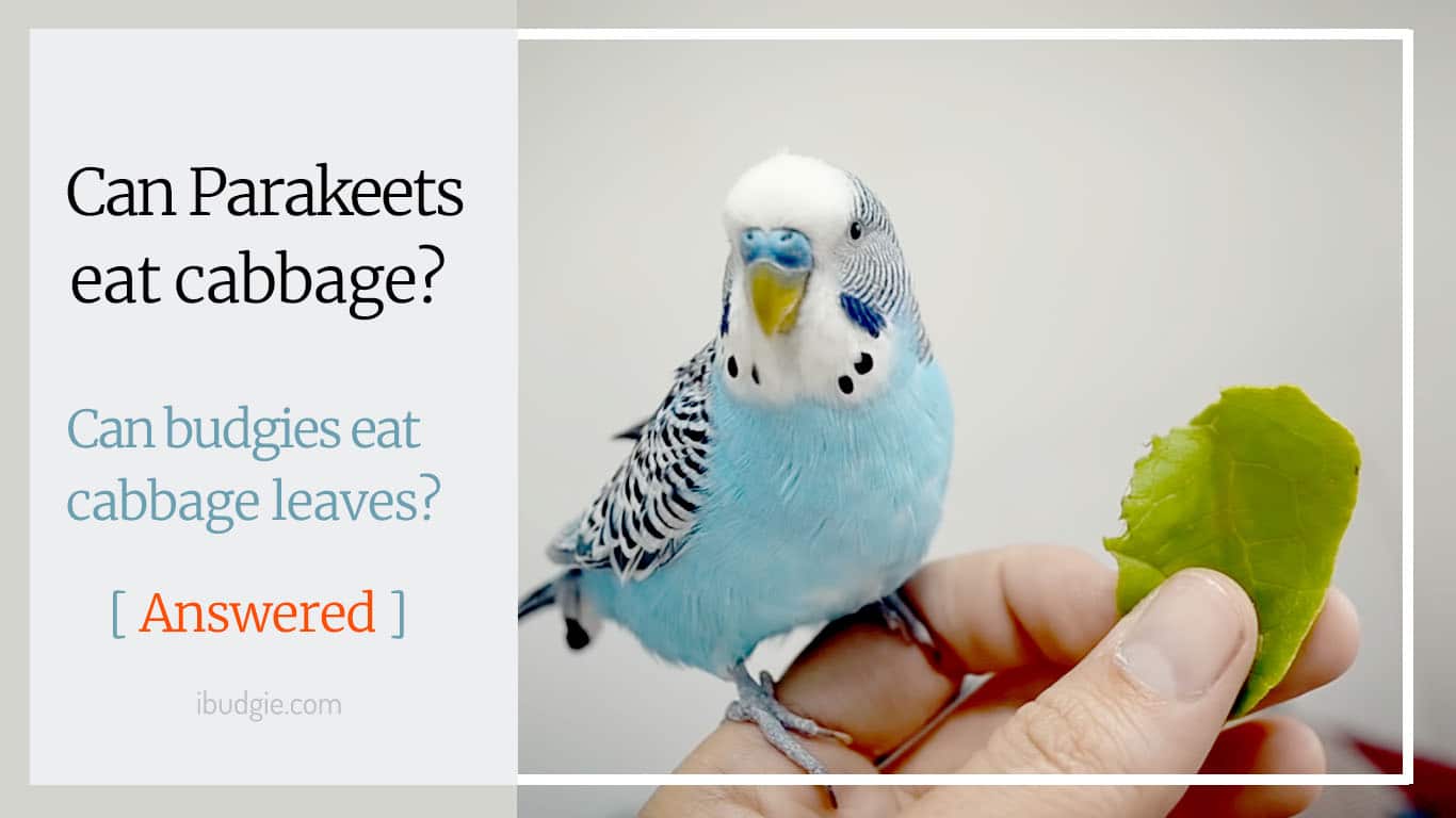 Can parakeets eat cabbage