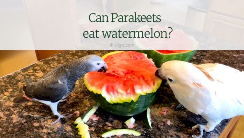 Can parakeets eat watermelon