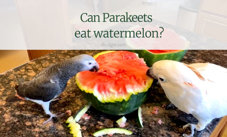 Can parakeets eat watermelon