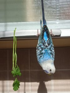 Budgie hanging upside down