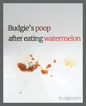 Budgie's poop after eating watermelon
