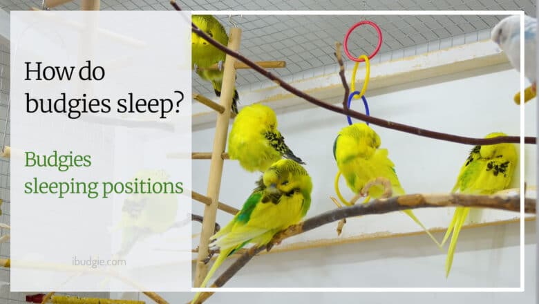 Budgies sleeping positions