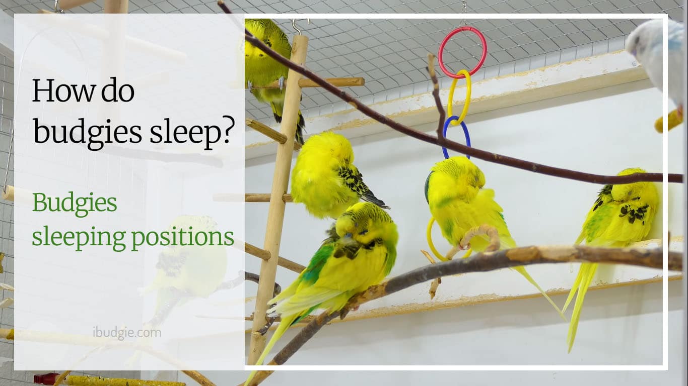 Budgies sleeping positions