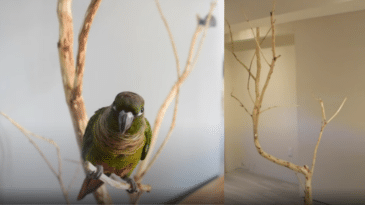 Parrot perch out of natural wood
